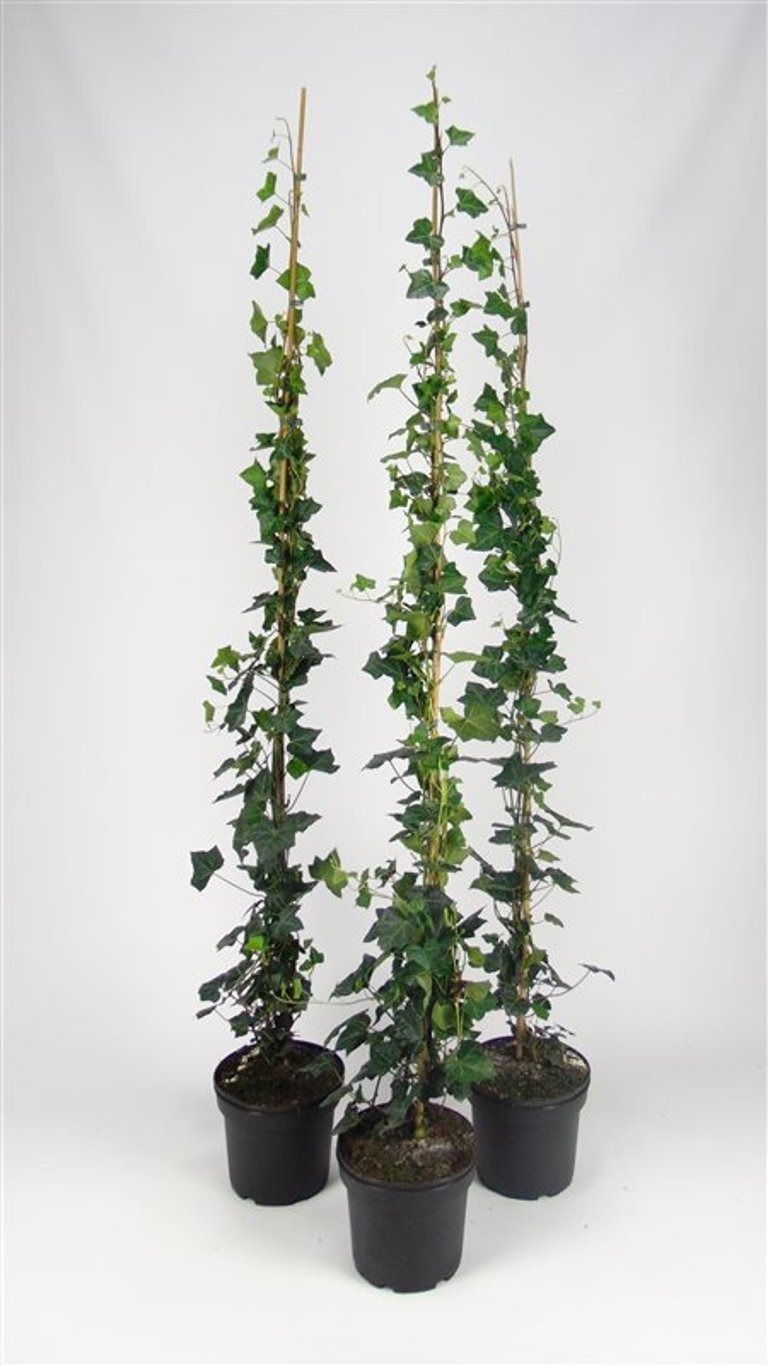 Hedera hibernica - C5 125-150 CM Stick